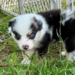 Ozzy - Blue merle male Australian Shepherd puppy in Iola, Texas from MK Aussies