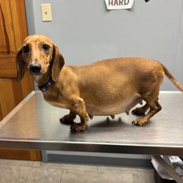 Lilly - Dachshund