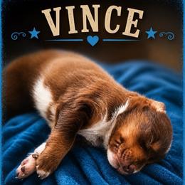 Vince- Red Tri - Red tri-color male Australian Shepherd puppy in Hugo, Colorado from Frying Pan Ranch Australian Shepherds