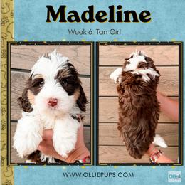 Madeline (Tan girl) - Tri-color female Bernedoodle puppy in Boiling Springs, South Carolina from OlliePups, LLC