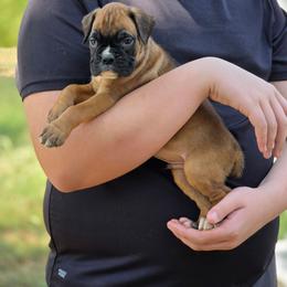 Atlas - Fawn male Boxer puppy in Billings, Missouri from Azaleas Euro Boxers & Boston Terriers