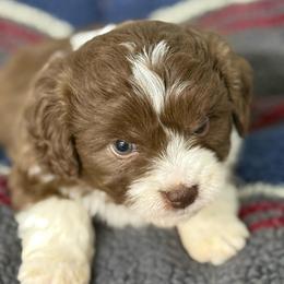 Frost - Red male Aussiedoodle puppy in Arrington, Tennessee from Tumblin T Aussies and Aussiedoodles