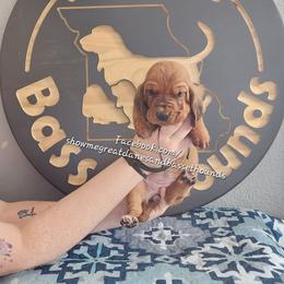 Yellow collar - Mahogany and white female Basset Hound puppy in Alton, Illinois from Show Me Great Danes and Basset Hounds