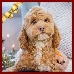 Leona - Red female Cockapoo puppy in Connersville, Indiana from Deaz Doodle Ranch