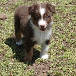 Red tri male - Red tri-color male Australian Shepherd puppy in Chino Valley, Arizona from Cu2 Aussies