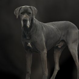 Clyde - Great Dane