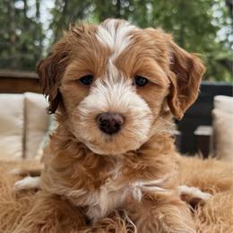 Cashmere - Apricot male Goldendoodle puppy in Pine Grove, California from Lundee Doodles
