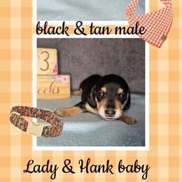 Boy 2 - Black and tan male Dachshund puppy in Valrico, Florida from Bloomin Doxies