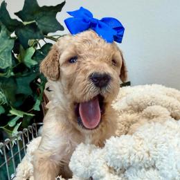 Shell - Apricot female Goldendoodle puppy in Wyandotte, Oklahoma from Goldendoodles of NE OK