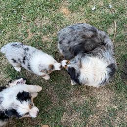 Juni - Blue merle female Miniature Australian Shepherd puppy in Shingletown, California from Whiskeytown Aussies