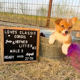 Pembroke Welsh Corgi Puppies from Loves Classic Corgis