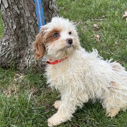 Girl 1 - Red and white Cockapoo puppy in Berea, Kentucky from Blair’s Furry Friends