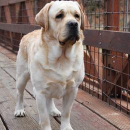 Waffles - Yellow male Labrador Retriever puppy in Utah County, Utah from Günther Labradors