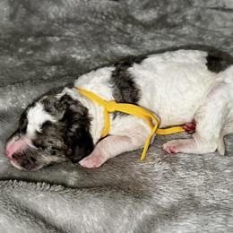 Yellow collar - Parti female Goldendoodle puppy in Sanderson, Florida from Serenity Goldendoodles