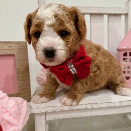 Cavapoochon Puppies from Apricot Lane Puppy