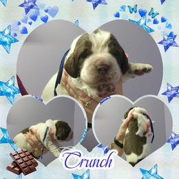 Crunch - Liver white and roan male English Springer Spaniel puppy in Westover, Maryland from Sterling's springer Haven