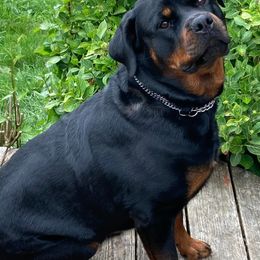 Rottweilers from Oakville Rottweilers