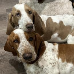 Basset Hounds and Dachshunds from Heyliger Hounds