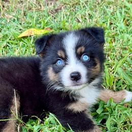Slinky - Black tri male Miniature Australian Shepherd puppy in Patterson, North Carolina from DreamLine Aussies
