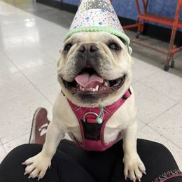 French Bulldog All Grown Up from Dama Hill Frenchies