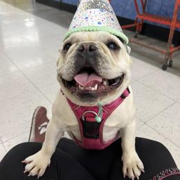 French Bulldog All Grown Up from Dama Hill Frenchies