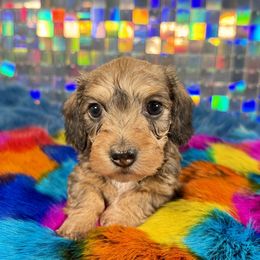 PENNY - Red female Dachshund puppy in Mc Neil, Arkansas from Shining A Lowriders & Co.