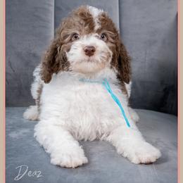 Cuba - Brown and white male Cockapoo puppy in Connersville, Indiana from Deaz Doodle Ranch