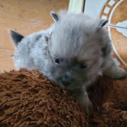 Companion Cross, Pomeranian, and Sheepadoodle Puppies from Fluffy Wonders Poms and Doodles