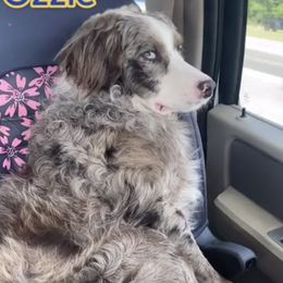 Ozzie boy - Aussiedoodle