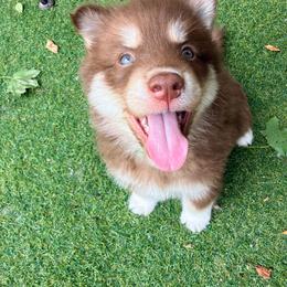 Jeremiah (Green Collar) - Red and white male Siberian Husky puppy in Warwick, Rhode Island from Young Orchard Siberians