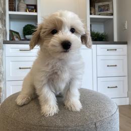 Bernedoodle, Cavapoo, Havanese, and Havapoo Puppies from Lady Paws Puppies - Cassie