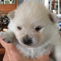 Pomeranian Puppies from Jonna's Poms