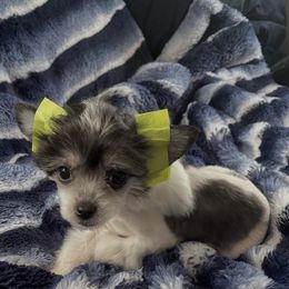 Girl 1 - female Chinese Crested puppy in Pine County, Minnesota from Breezy Meadows