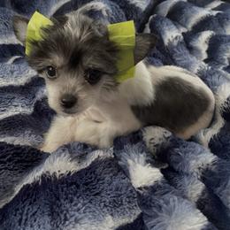 Girl 1 - female Chinese Crested puppy in Pine County, Minnesota from Breezy Meadows