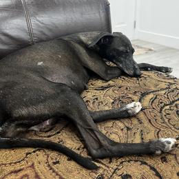 Italian Greyhound puppies from Black Hill Italian Greyhounds