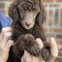 Poodle Puppies from Parapoodles