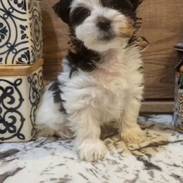 Boy 1 - Black tan and white Biewer Terrier puppy in Charlottesville, Virginia from Little Gems Biewer Terriers