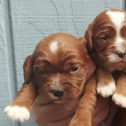 Cavapoos from Adorable Mini Doodles LLC