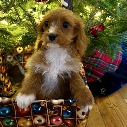 Holly - Red female Cavapoo puppy in Bozrah, Connecticut from Cedar Creek Farm