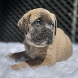 Girl 5 - Gray and fawn female Cane Corso puppy in Pollock Pines, California from Capitol City Cane Corso