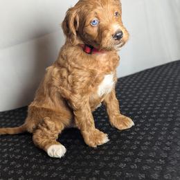Jumbo Jack - Red collar - Apricot male Schnoodle puppy in Caldwell, Idaho from Boise Doodle Co.