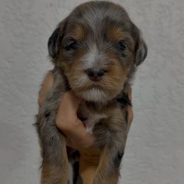 Sol - Blue merle female Bernedoodle puppy in Horseshoe Bend, Idaho from Over the Moon Poodles and Doodles