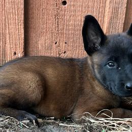 Brown - Fawn sable female Belgian Malinois puppy in Ellerbe, North Carolina from Grand Prix Kennel