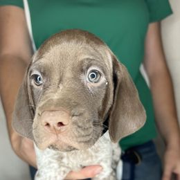 German Shorthaired Pointer Puppies from MCP Kennels