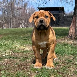 ASUNA - Red female Boerboel puppy in Pennsylvania from Cold River Boerboels
