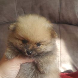 Pomeranian Puppies from Fancy Paws Pomeranian