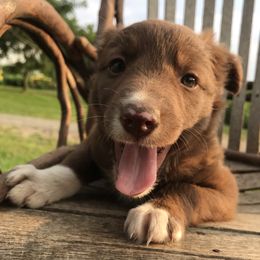 Border Collie Puppies from By Design Farm