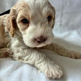 Ralph - Red and white male Cockapoo puppy in Adrian, Oregon from ApplebyFarm