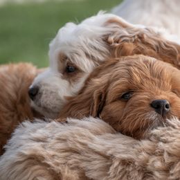 Cavapoo Puppies from Family Raised Mini Cavapoos