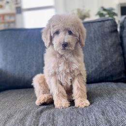 Purple - Cream female Goldendoodle puppy in St George, Utah from Doodle Bears of Southern Utah